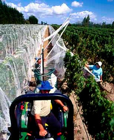 Covering vines with antibird netting   Nga Waka vineyard Martinborough New Zealand  Wellington