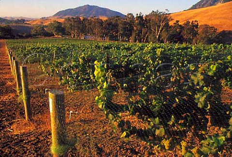 Chardonnay and Pinot Noir vines of the California Polytechnic University San Luis Obispo Co California   Paso Robles AVA