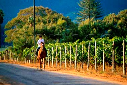 Horse riding through the vineyards of   Uitsig Constantia South Africa  Constantia