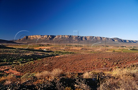 Vineyards near the Klawer cooperative in the Olifants River valley with the   Gifberg in background  South Africa  Olifants River