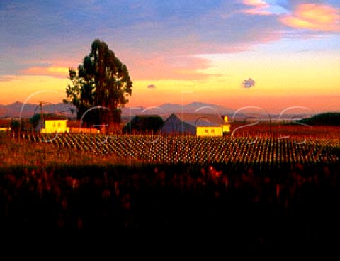 New vineyard along Las Amigas Road with   San Pablo Bay in the distance Sonoma Co   California  Carneros AVA