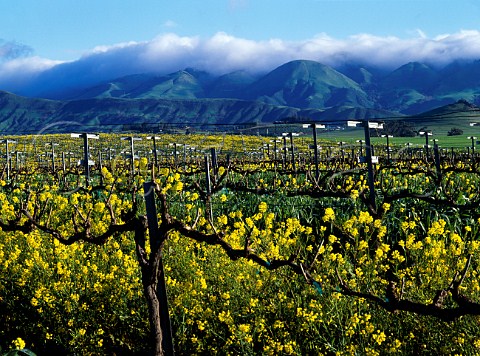 Springtime mustard in Meridians vineyard in the   Edna Valley San Luis Obispo Co California     Edna Valley AVA