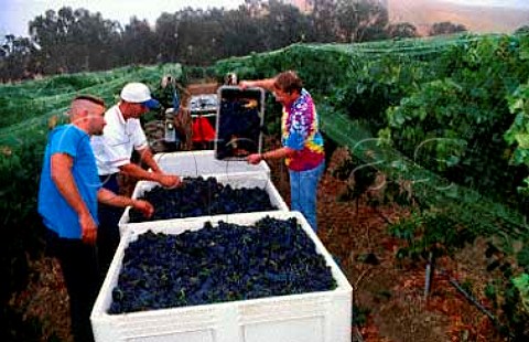 Ken Volk of Wild Horse Winery inspecting   Pinot Noir grapes he will buy from   California Polytechnic Universitys vineyard that the students have   harvested   San Luis Obispo Co California