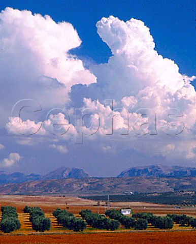 Olive grove near Antequera Andaluca Spain