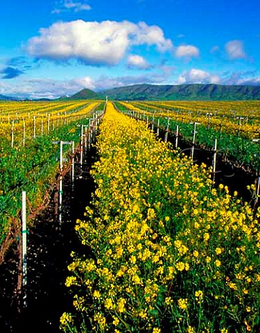 Springtime mustard flowering in vineyard of Meridian   in the Edna Valley   San Luis Obispo Co California   Edna Valley AVA