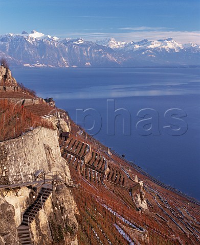 Steep terraced vineyards above Lac Lman at Chexbres Lavaux Switzerland AOC Dzaley