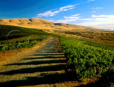 Syrah vines in Red Willow Vineyard of   Mike Sauer Yakima Co Washington USA   Yakima Valley AVA