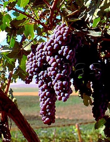Nebbiolo grapes of Red Willow Vineyard   Yakima Co Washington USA Yakima Valley
