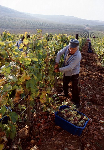Harvesting Furmint grapes at Md   Hungary  Tokaji
