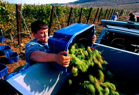 Harvesting Furmint grapes at Mad   Hungary  Tokay