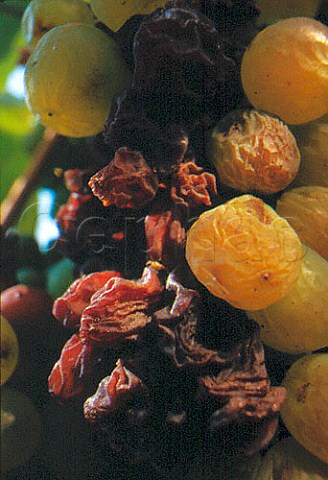 Botrytis affected asz Furmint grapes   Tokay Hungary