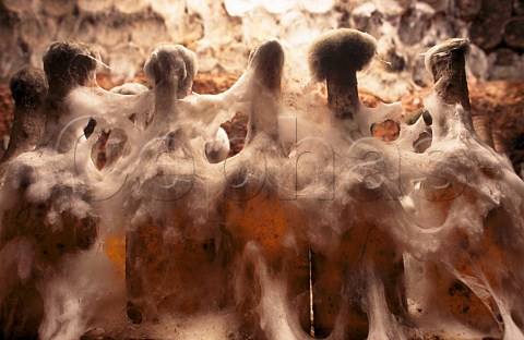 Mould on old bottles in the cellars of   MWilleBaumkauff Abajsznt Hungary    Tokay