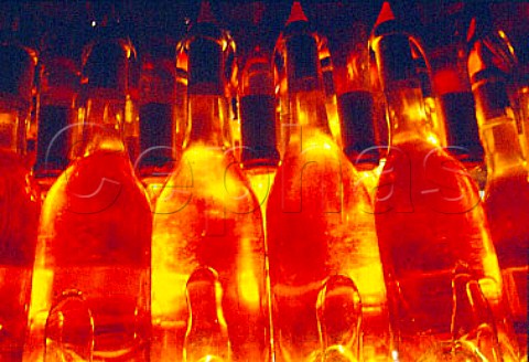 Bottles in the cellars of   MWilleBaumkauff Abajsznt Hungary    Tokay