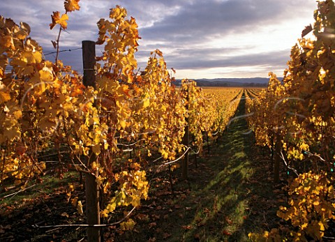 Autumnal vineyard near Robert Young Winery on  Red Winery Road Sonoma Co California Alexander Valley AVA