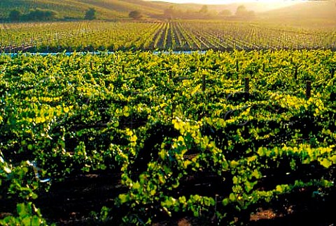 Chardonnay vineyard of Pine Ridge Winery  Napa Co California  Carneros AVA