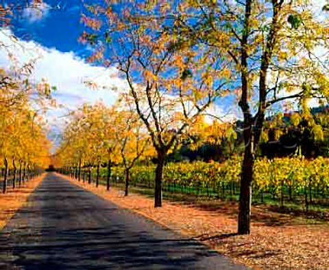Autumnal trees line the road to   Sterling Vineyards Calistoga Napa Co California    Napa Valley