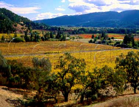 Autumnal vineyards off Highway 29 Calistoga Napa   Co California   Napa Valley