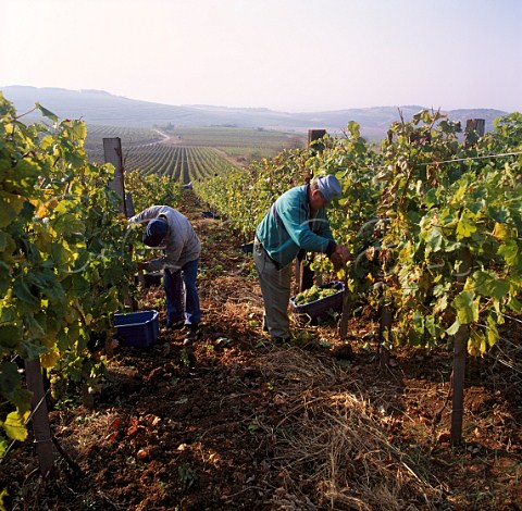Harvesting in vineyard on Kiraly Hegy  Kings Hill at Md Hungary  Tokaji
