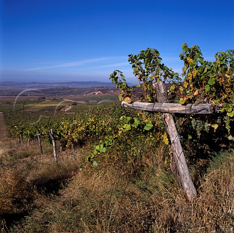 Vineyards on Kiraly Hegy Kings Hill at Md   Hungary   Tokaji