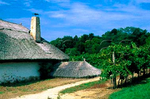 Traditional thatched Csarda   tavern amidst the vineyards   Szoloslislak Hungary  BalatonBoglar