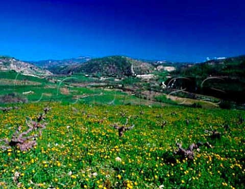 Early spring flowers in vineyard above the Ezousa   valley near Episkopi Paphos District Cyprus