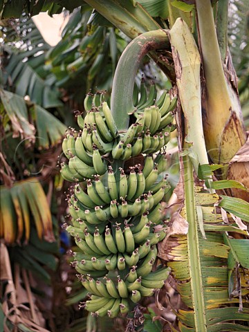 Banana plantations are common in the area   north of Paphos Cyprus