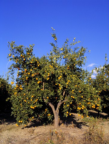Orange grove at Goudi near Polis   Paphos District Cyprus