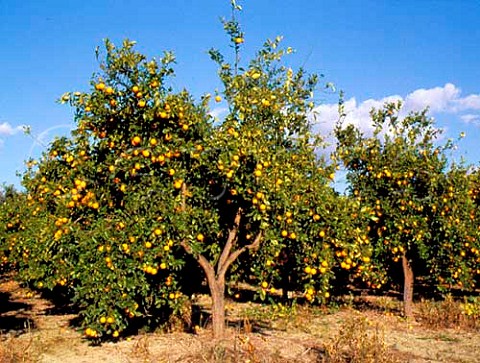 Orange grove at Goudi near Polis   Paphos District Cyprus
