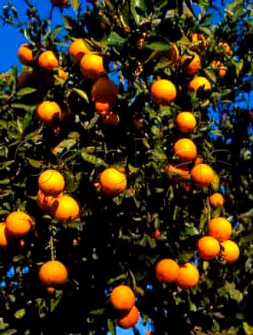 Ripe oranges on tree  Near Polis Paphos District Cyprus