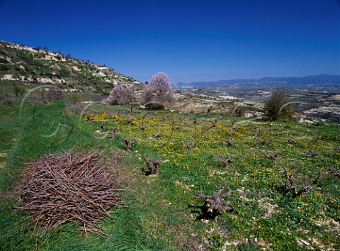 Pile of prunings beside spring vineyard   near Tsada Paphos District Cyprus
