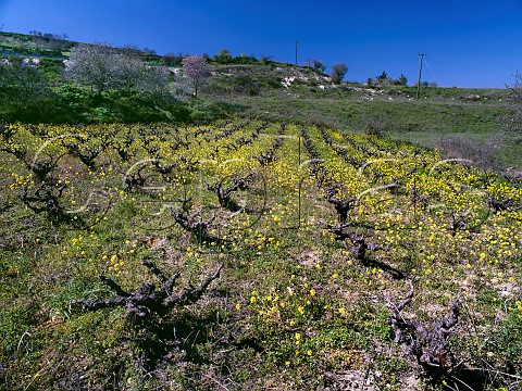 Early spring flowers in vineyard near Stroumpi   Paphos District Cyprus