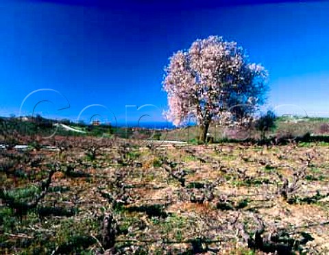 Almond tree in blossom in the early spring   by vineyard near Pano Akourdalia  Paphos District Cyprus