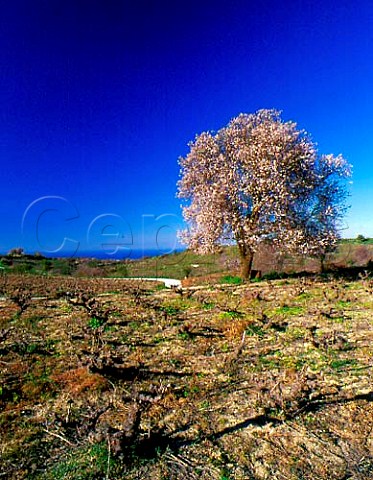 Almond tree in blossom in the early spring   by vineyard near Pano Akourdalia  Paphos District Cyprus