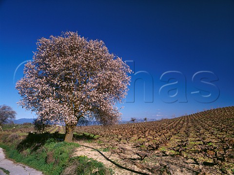Almond tree by vineyard in the early spring Pano Akourdalia Paphos District Cyprus