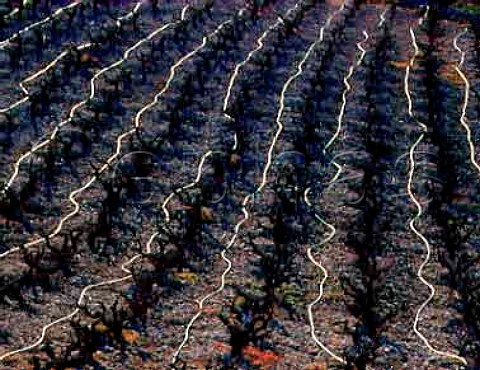 Irrigation pipes in vineyard in the early   spring near Pano Akourdalia Paphos District Cyprus