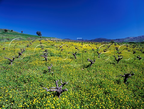Early spring flowers in vineyard near Kannaviou   Paphos District Cyprus