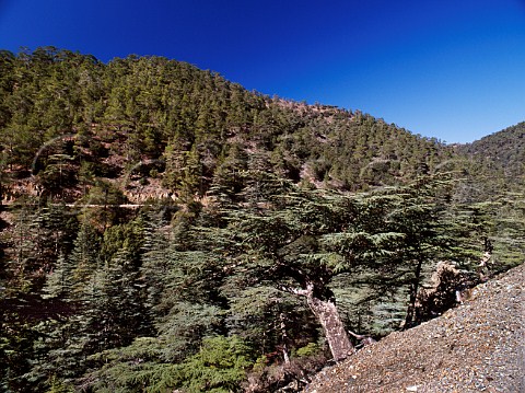 Cedar Valley a beauty spot in the eastern  Troodos Mountains Nicosia District Cyprus