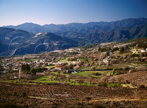 Vineyards and almond trees in the early spring   around the village of Agios Nikolaos on the   southwestern slopes of the Troodos Mountains  Paphos District Cyprus