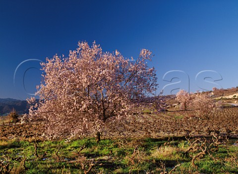 Almond trees in blossom in early spring in vineyards near Agios Nikolaos on the southwest slopes of the Troodos Mountains Paphos District Cyprus