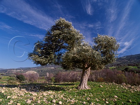 Olive tree near Mamonia in the   Diarizos Valley Paphos District Cyprus