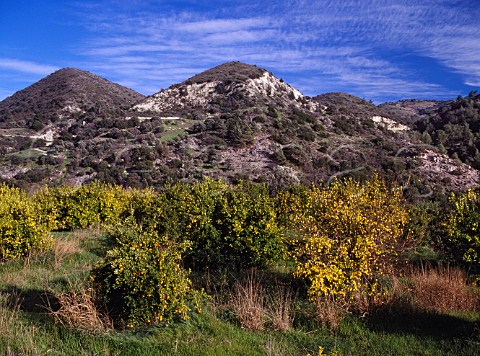 Lemon grove in the Diarizos Valley near Kidasi Paphos Disrict Cyprus