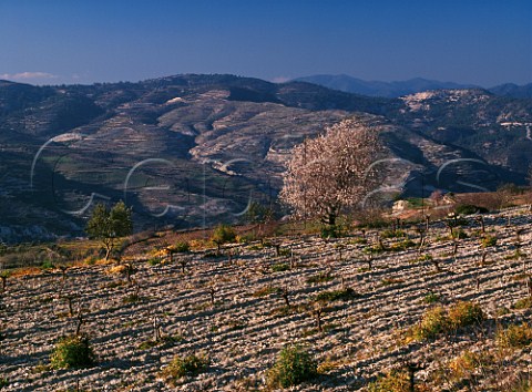 Vineyard in the early spring high above the Diarizos Valley at Kedares Paphos Disrict Cyprus