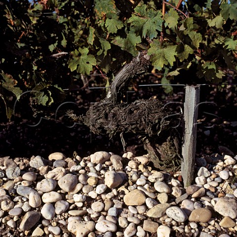 Gravel soil in vineyard of Chteau Latour Pauillac   Gironde France HautMdoc  Bordeaux