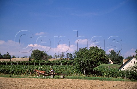 Vineyard near Sioagard in the Szekszard   wine region Hungary