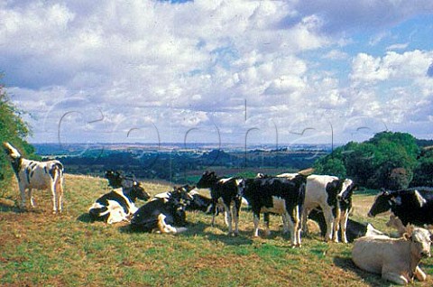 Cattle whose milk is used to make Neufchtel cheese SeineMaritime France   Normandy