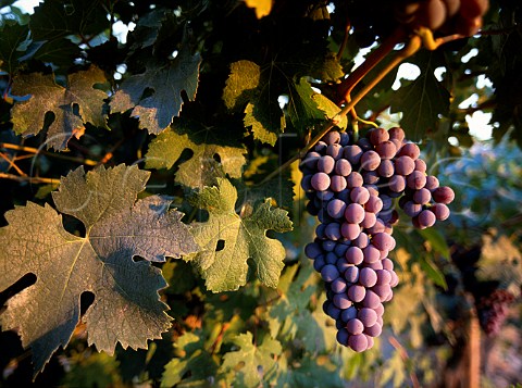 Nebbiolo grapes of Red Willow Vineyard  Yakima Valley Washington USA