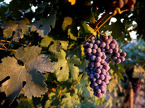 Nebbiolo grapes of Red Willow Vineyard  Yakima Valley Washington USA