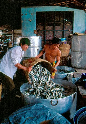 Storing fish for making Nhoc Man Sauce   Cho Lon Market Saigon Vietnam