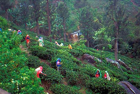 Tea pickers at Nuwara Eliya Sri Lanka