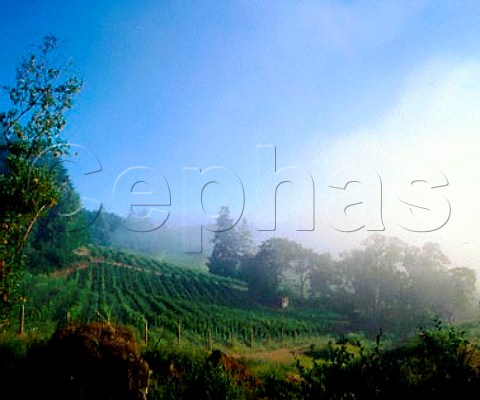 Early morning fog over vineyard of  Chateau Potelle on Mount Veeder   Napa Co California  Mount Veeder AVA
